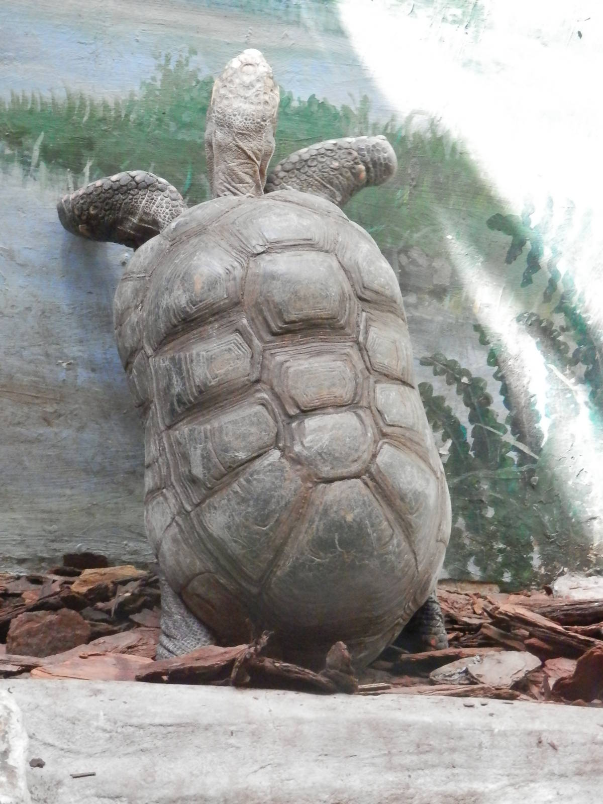 excited Red-Footed Tortioise