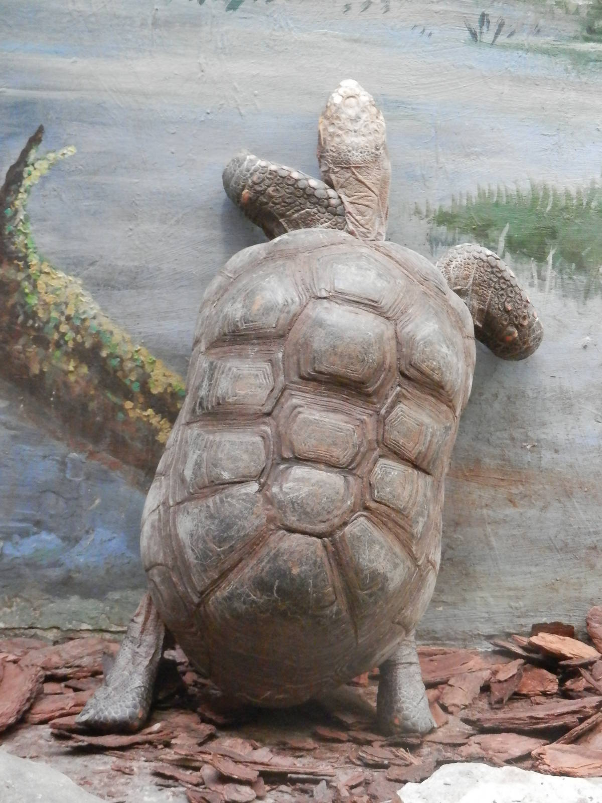 excited Red-Footed Tortioise