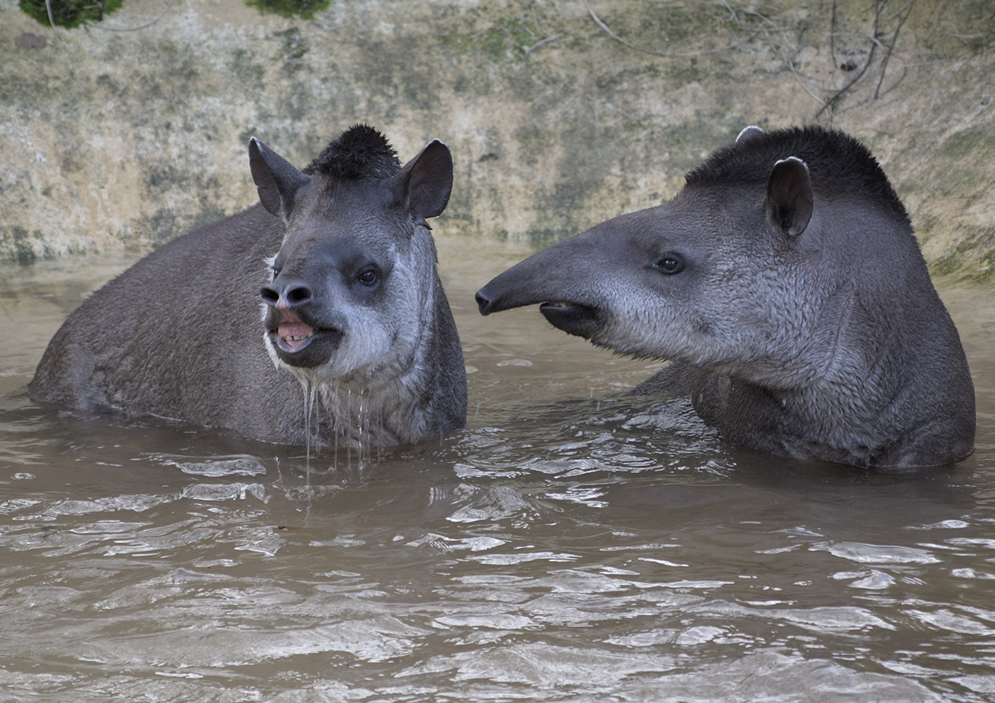 Excited tapirs