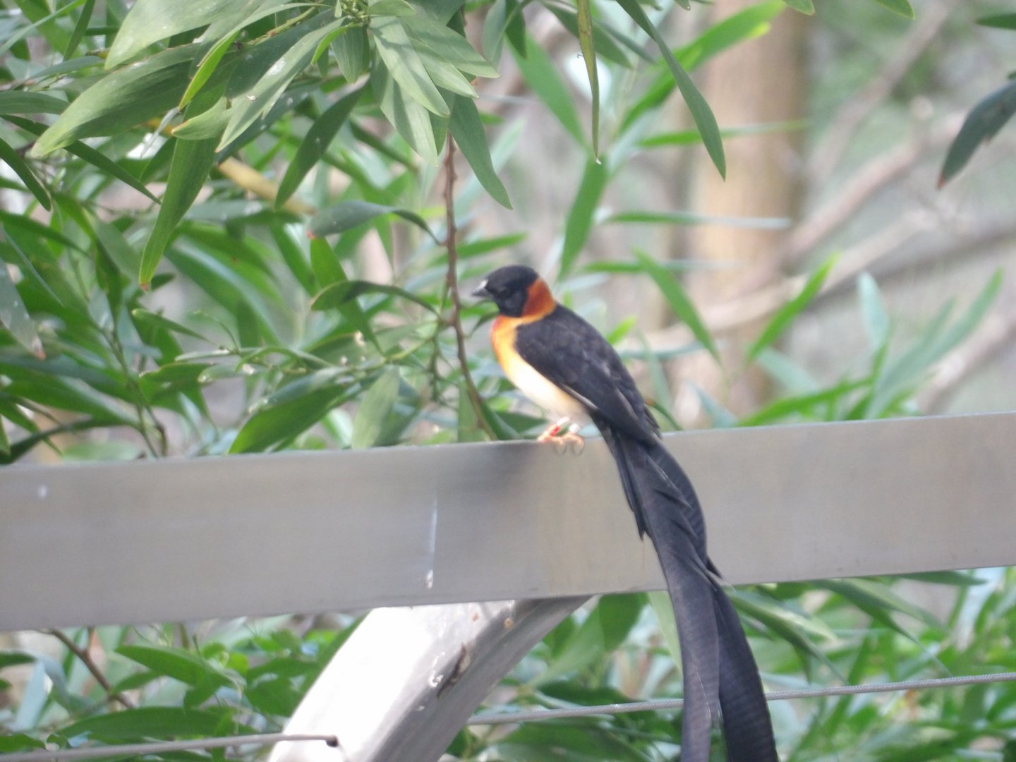Exclamatory Paradise-Whydah(Vidua interjecta)