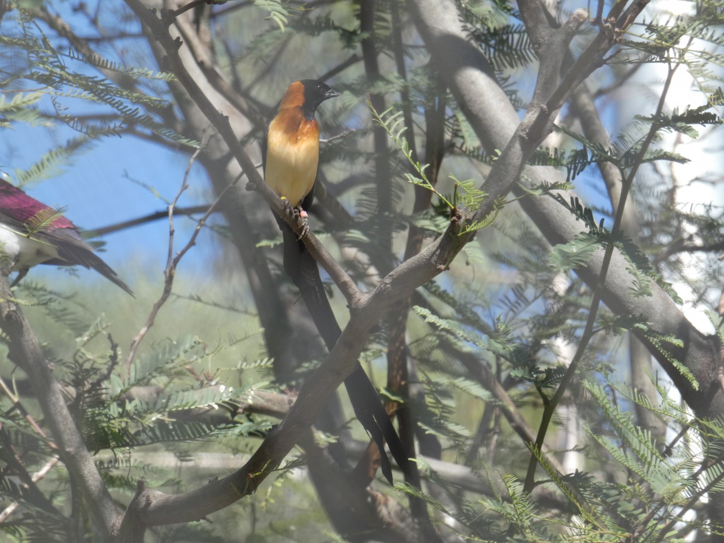 Exclamatory Paradise Whydah