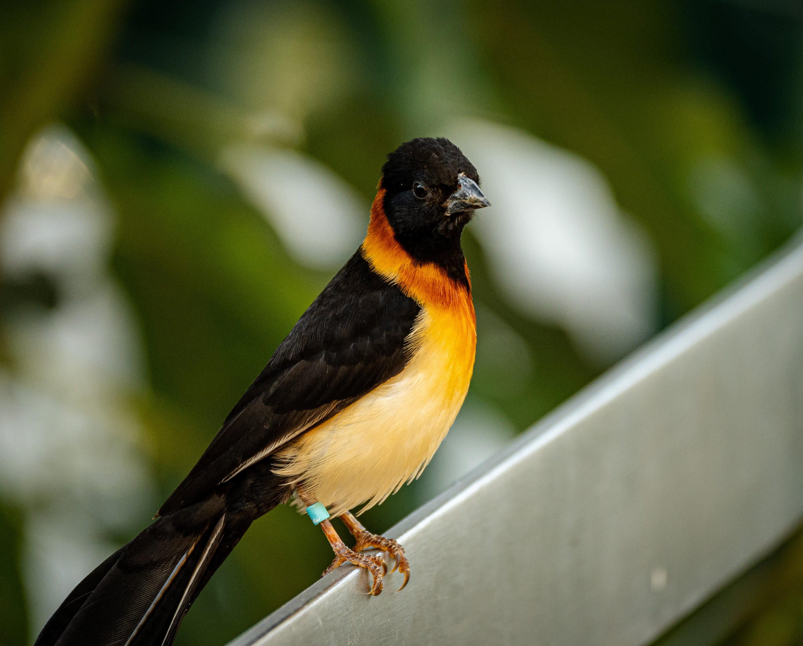 Exclamatory Paradise Whydah