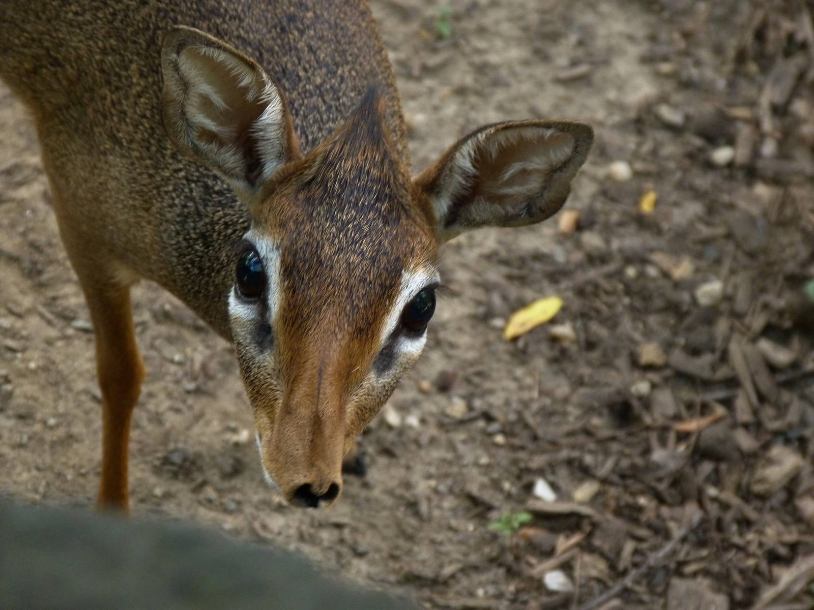 Excuse Me, down here!