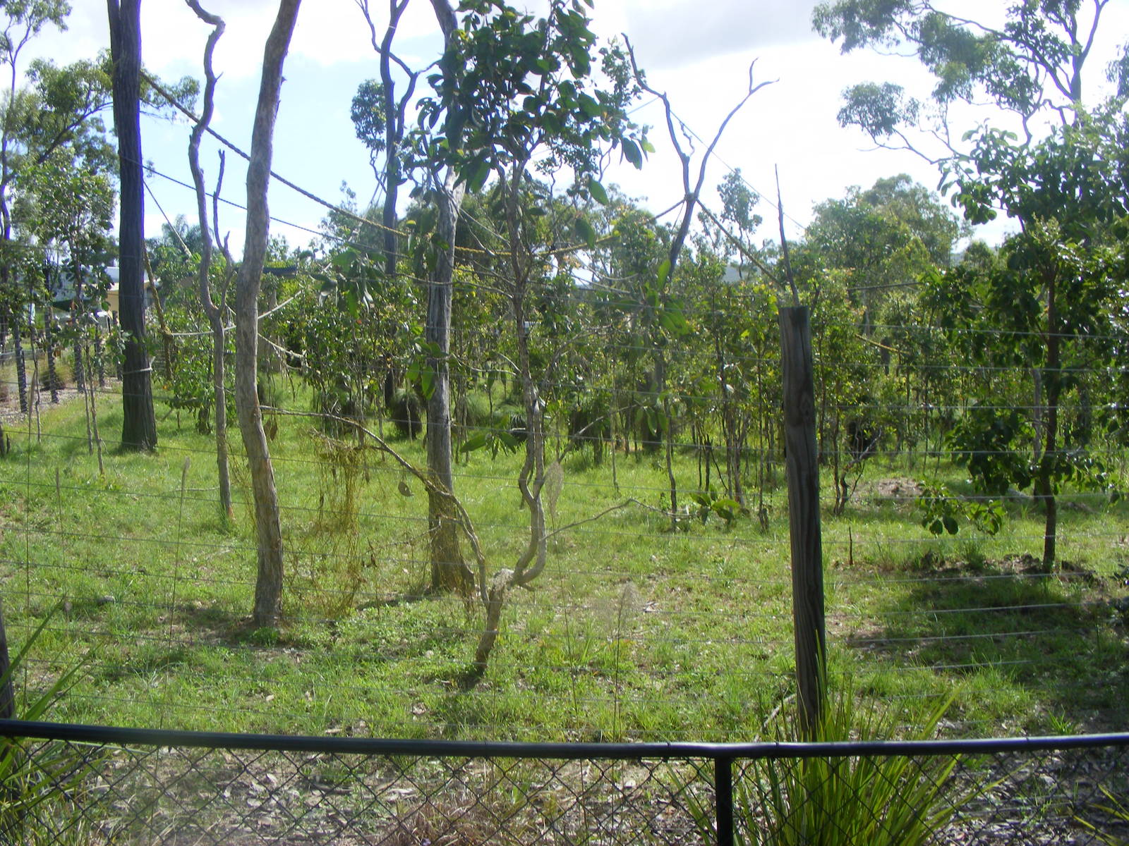 Exhibit-Black-handed Spider Monkeys-Cairns Wildlife Safari Reserve-April, 2