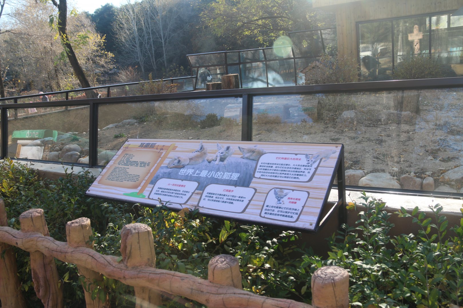 Exhibit board of fennec foxes