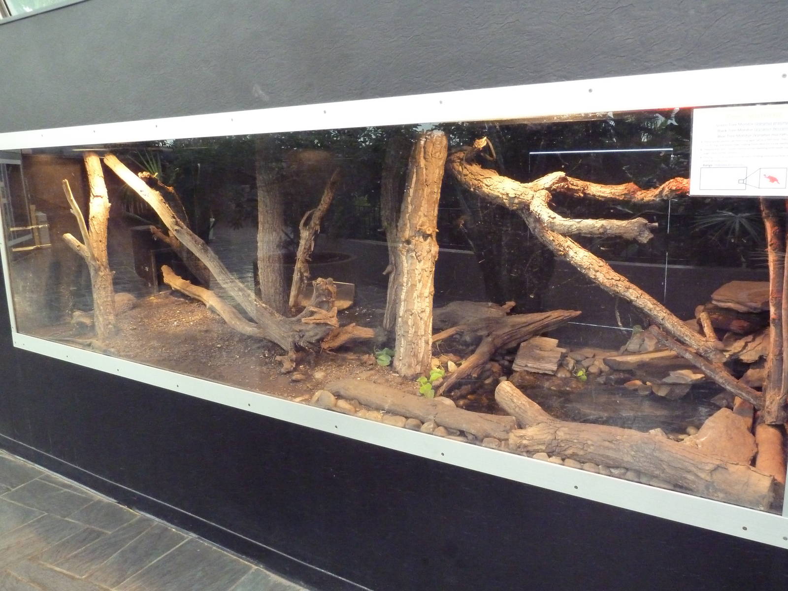 Exhibit for 3 Species of Tree Monitor (Green, Black + Blue)