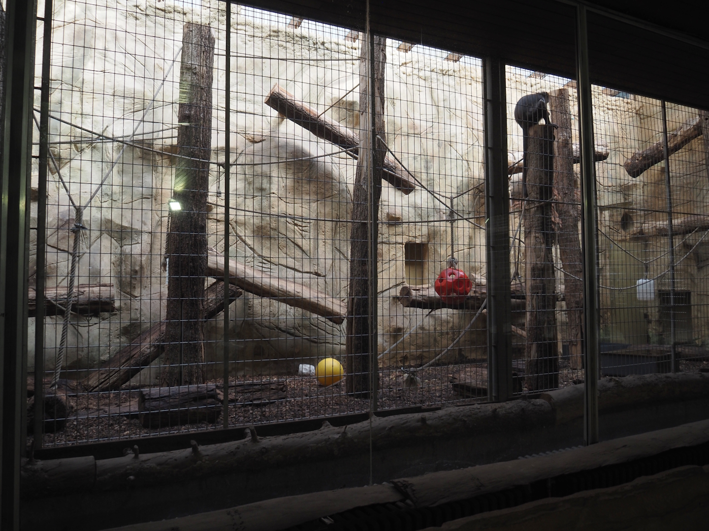 Exhibit for a separated male White-naped mangabey, 2024-06-08