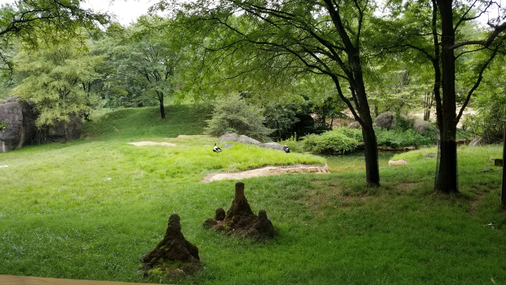 Exhibit for addra, lesser kudu, and saddle-billed stork