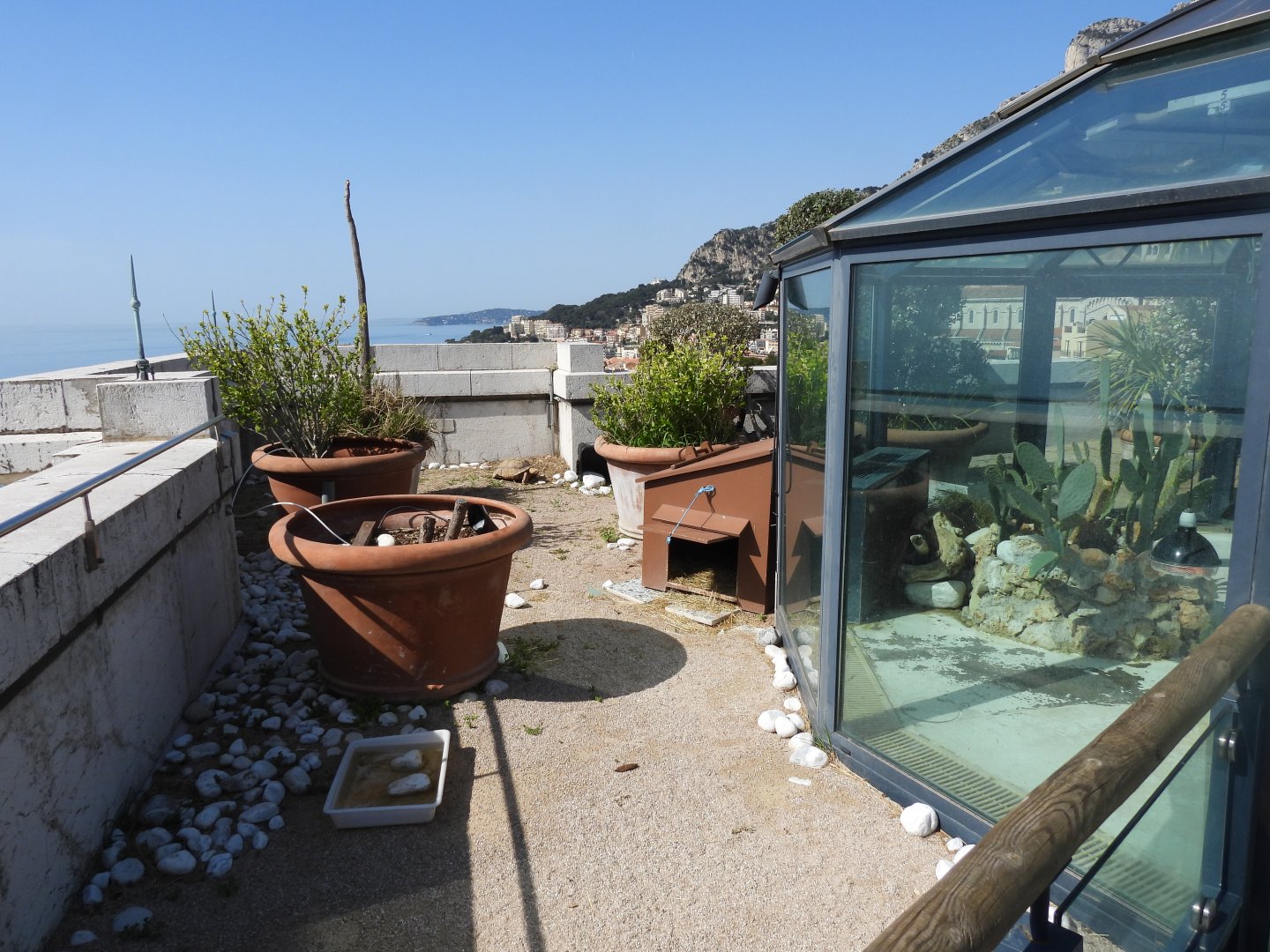 Exhibit for african spurred tortoise