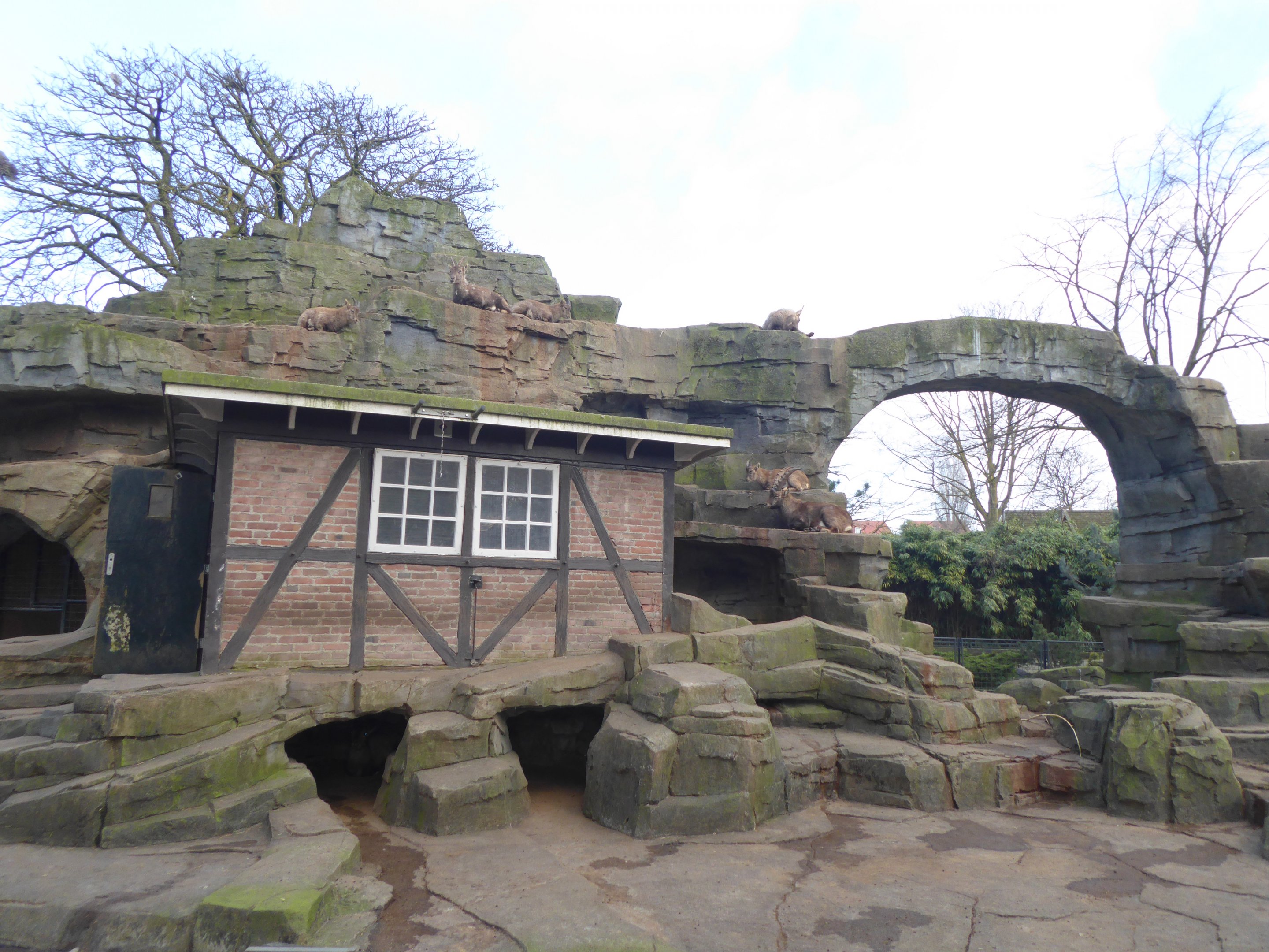 Exhibit for Alpine Ibex