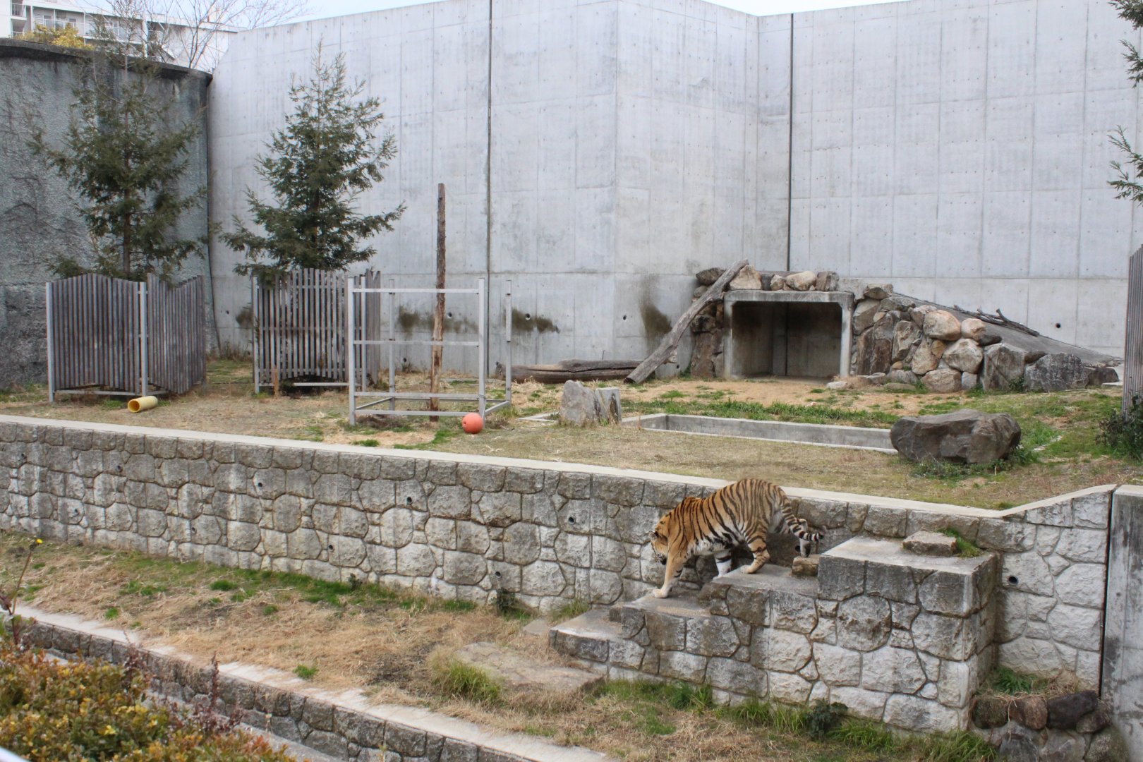 Exhibit for Amur Tiger