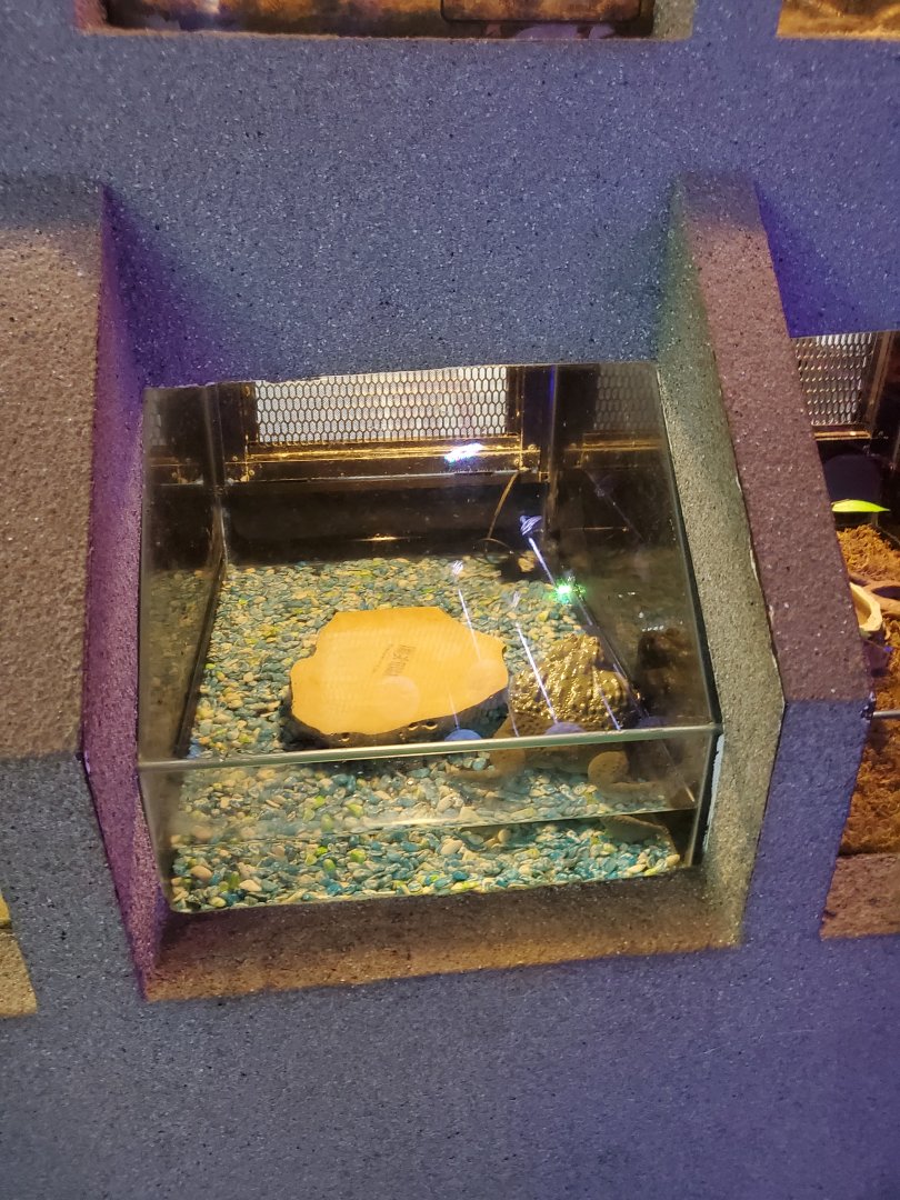 Exhibit for an African bullfrog