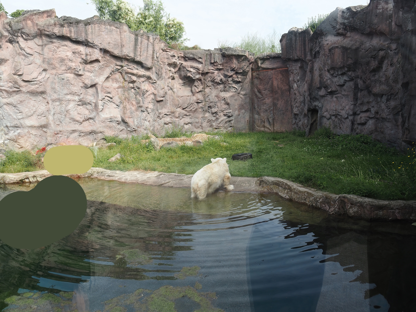 Exhibit for Antonia, polar bear with dwarfism, 2024-08-05