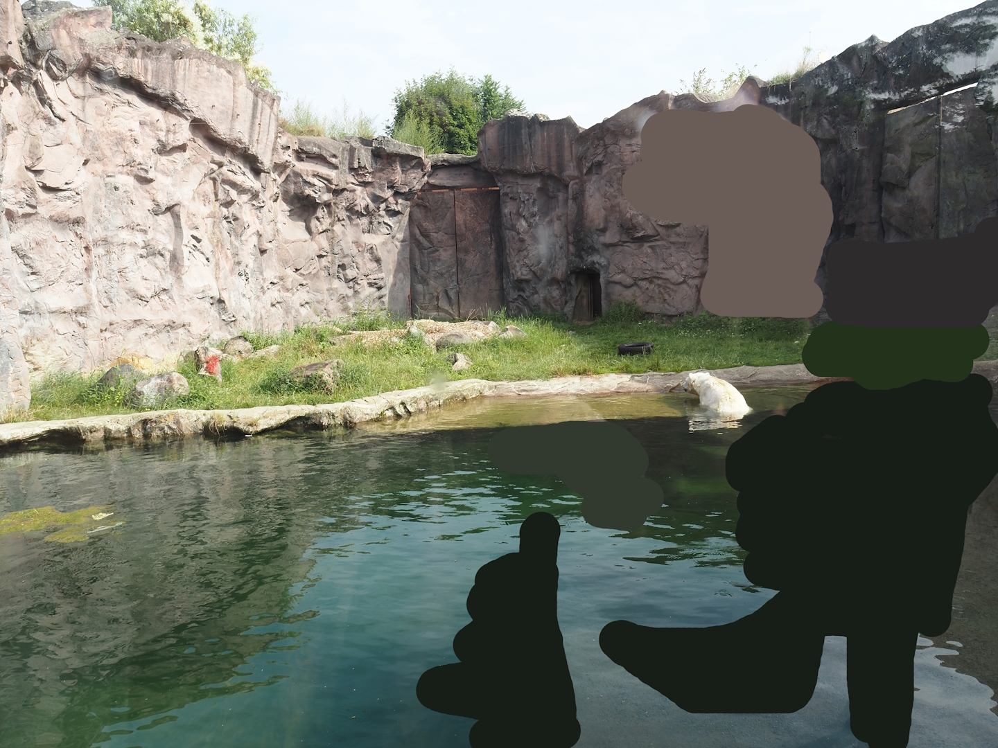 Exhibit for Antonia, polar bear with dwarfism, 2024-08-05