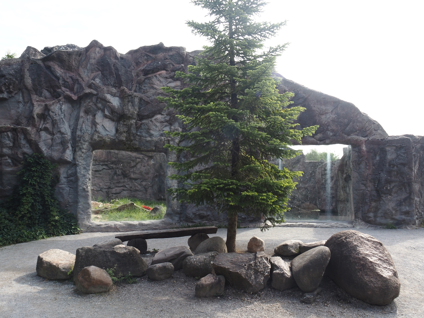 Exhibit for Antonia, polar bear with dwarfism, 2024-08-05