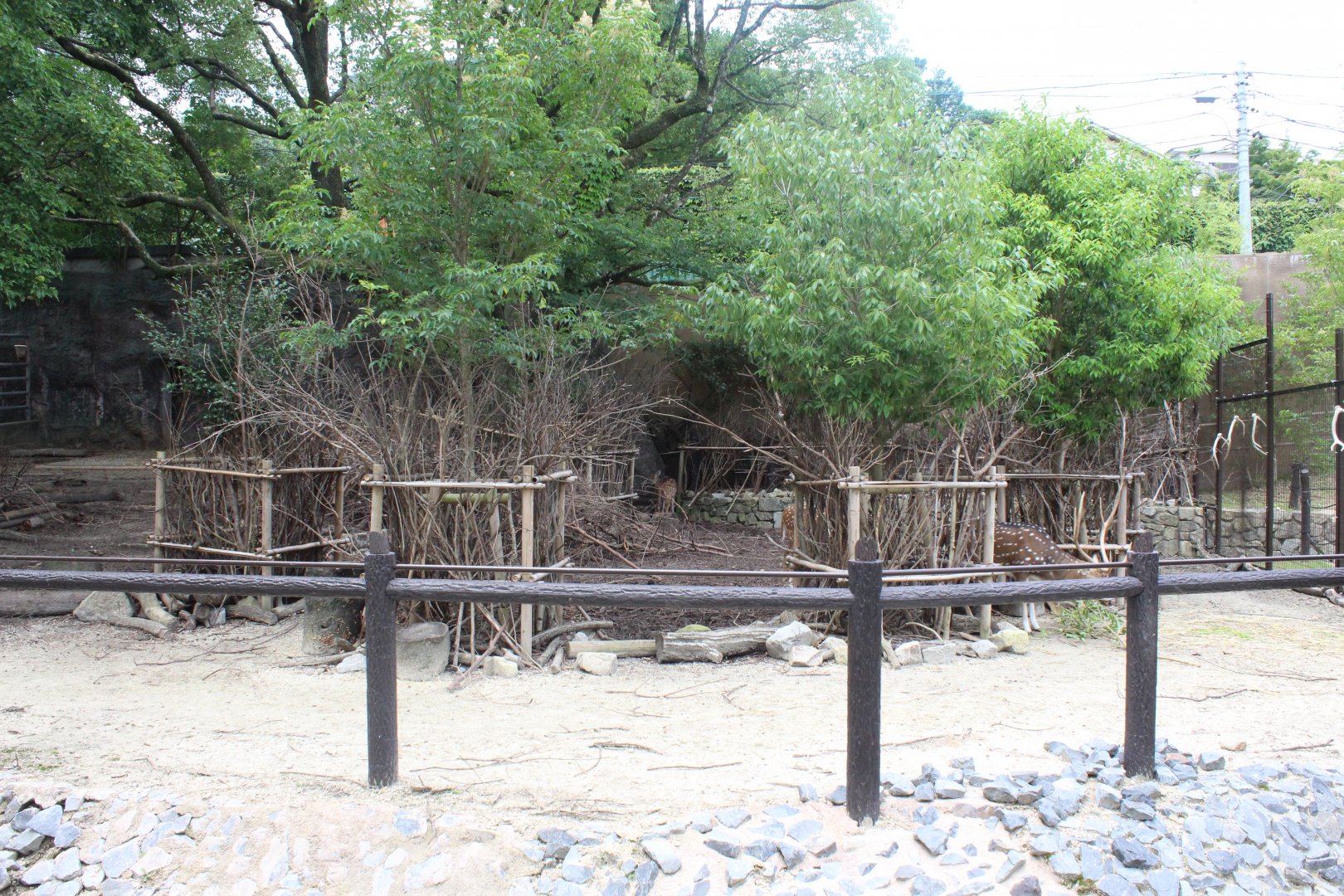 Exhibit for axis deer