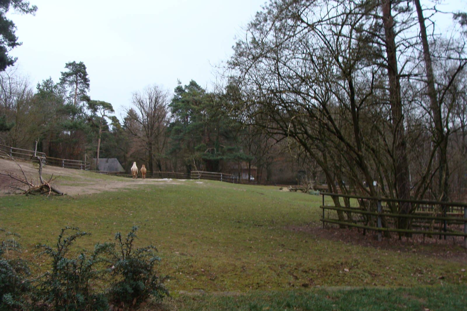 exhibit for bactrian camel and onager
