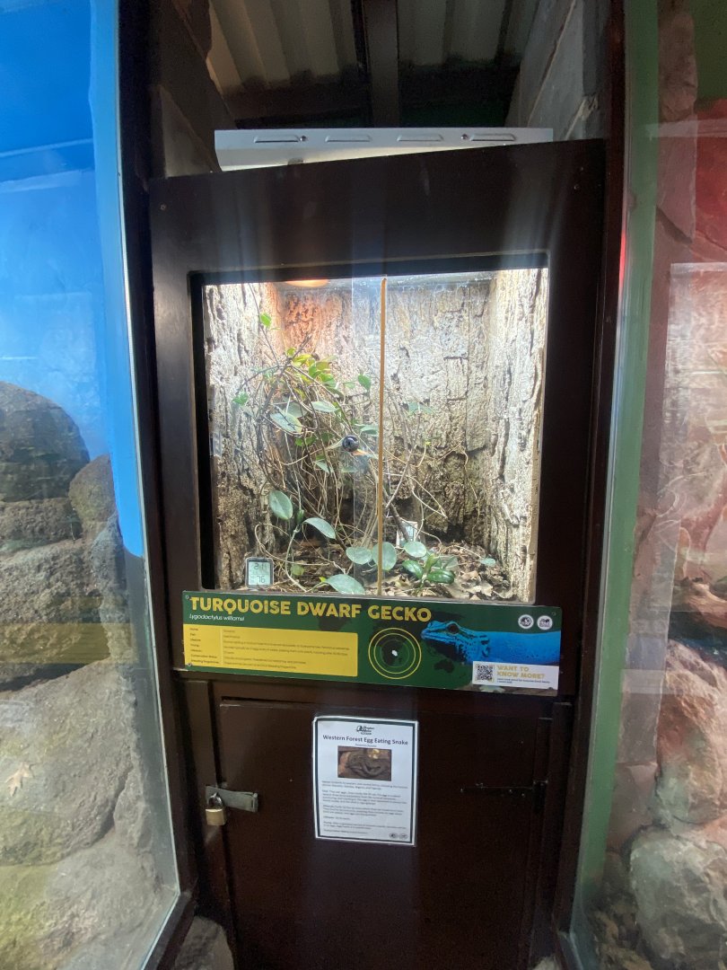 Exhibit for Banded egg-eating snake/Williams’ electric blue gecko 040324