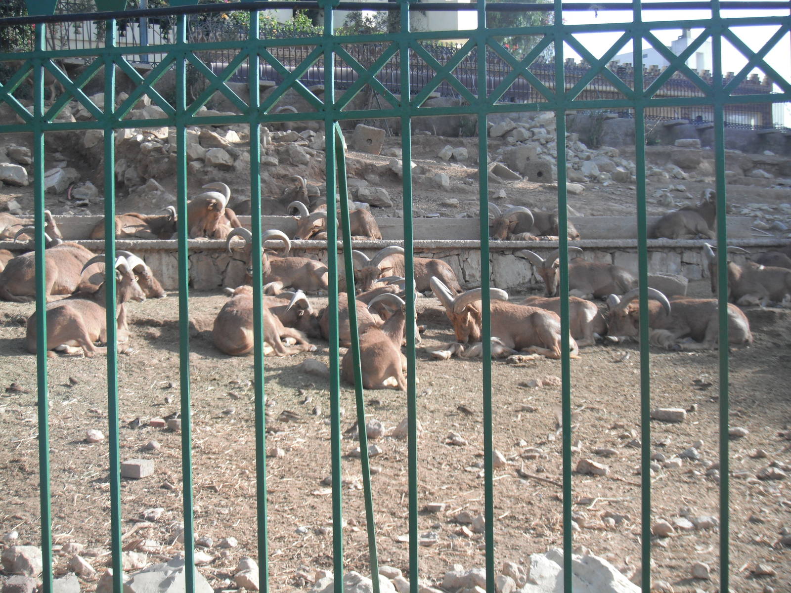 Exhibit for Barbary goats - 1/Jan/2011