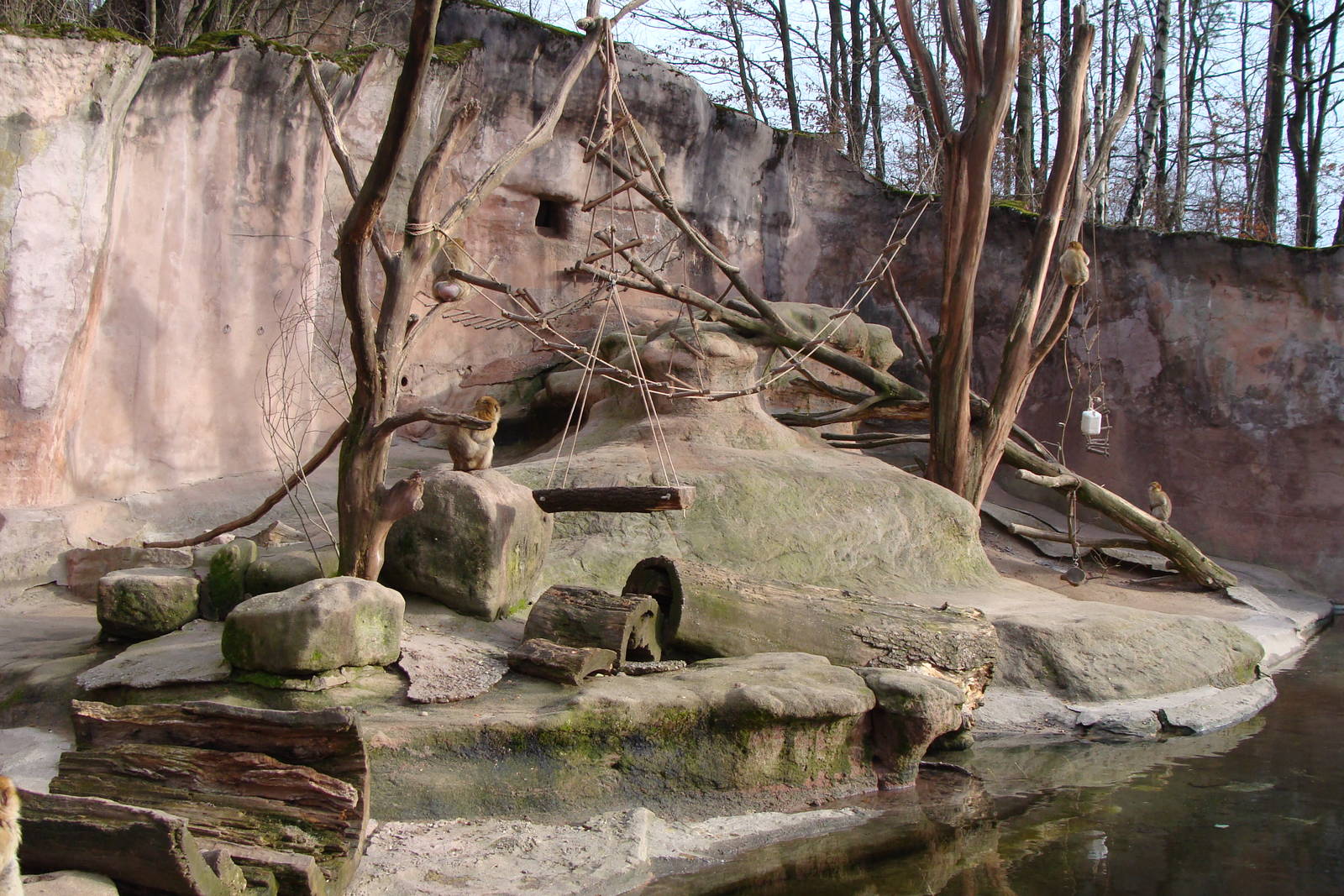 exhibit for barbary macaques