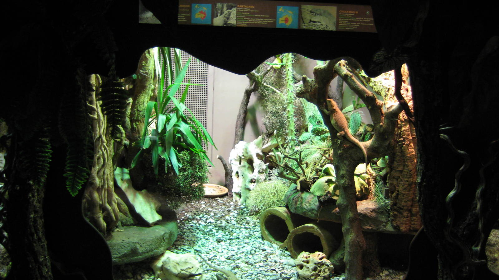 Exhibit for Bearded Agama