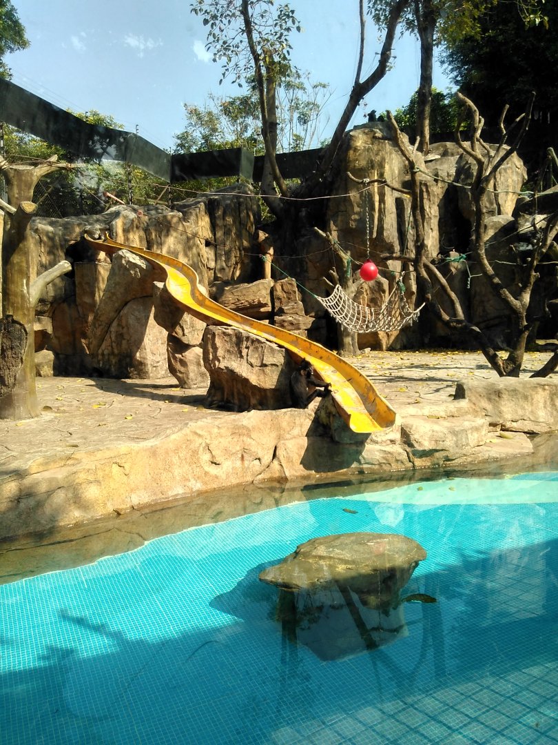 Exhibit for black-crested mangabey