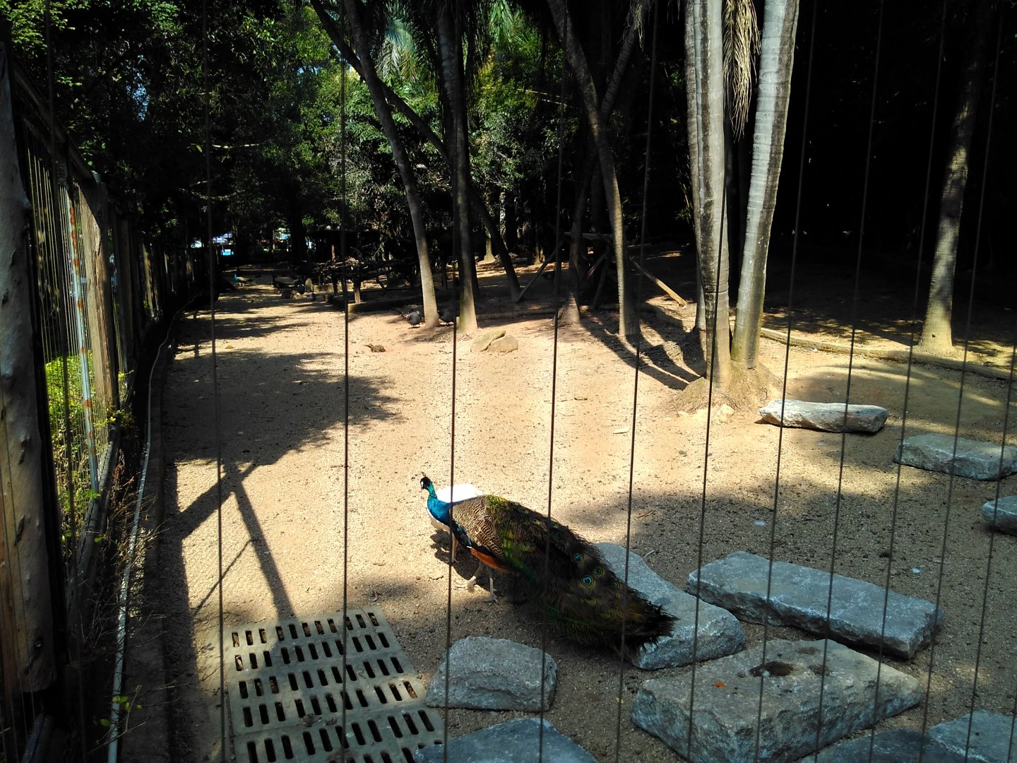 Exhibit for blue peafowl and guineafowl