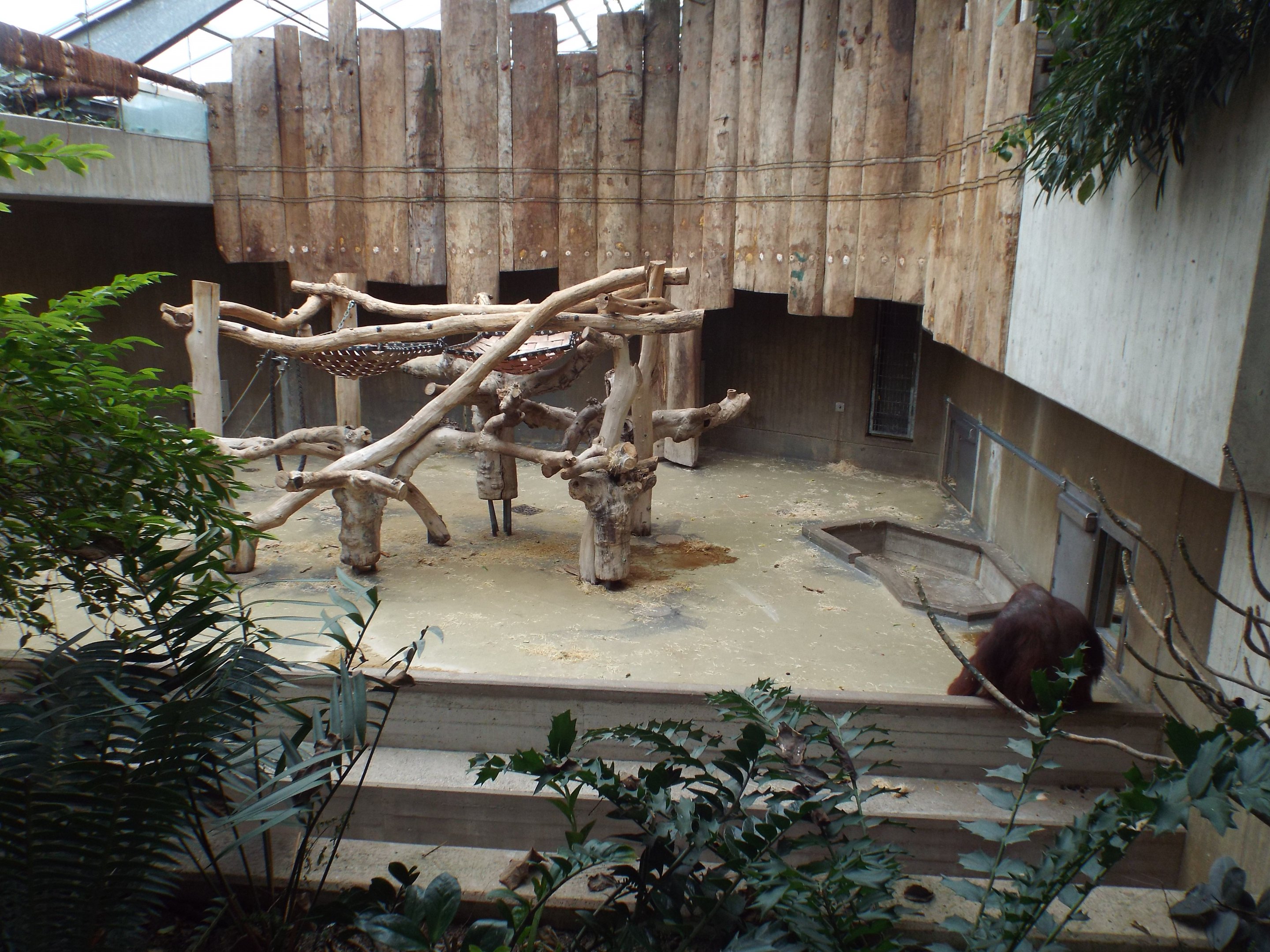 Exhibit for Bornean Orangutan