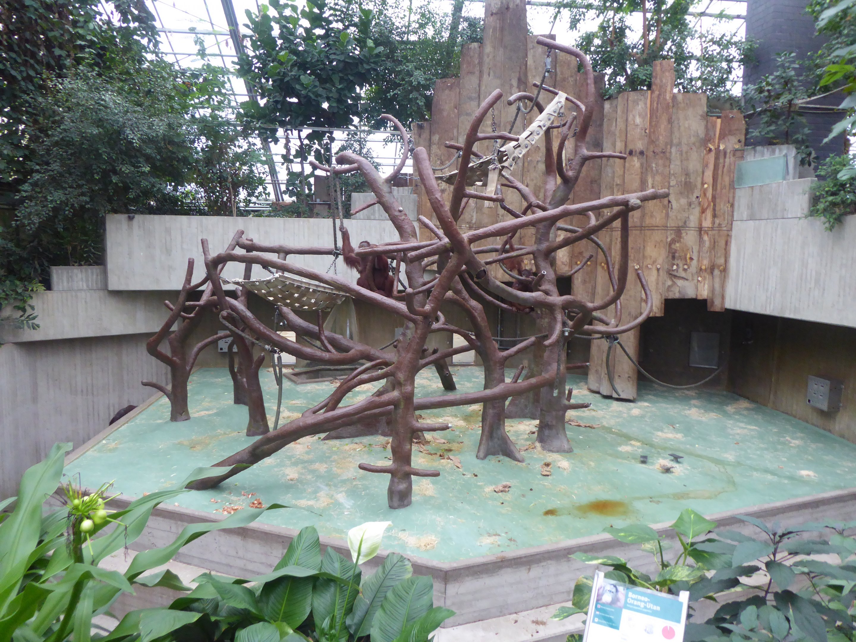 Exhibit for Bornean Orangutan