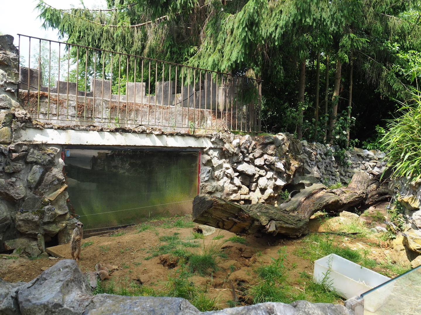 Exhibit for breeding group of meerkats, 2021-06-15