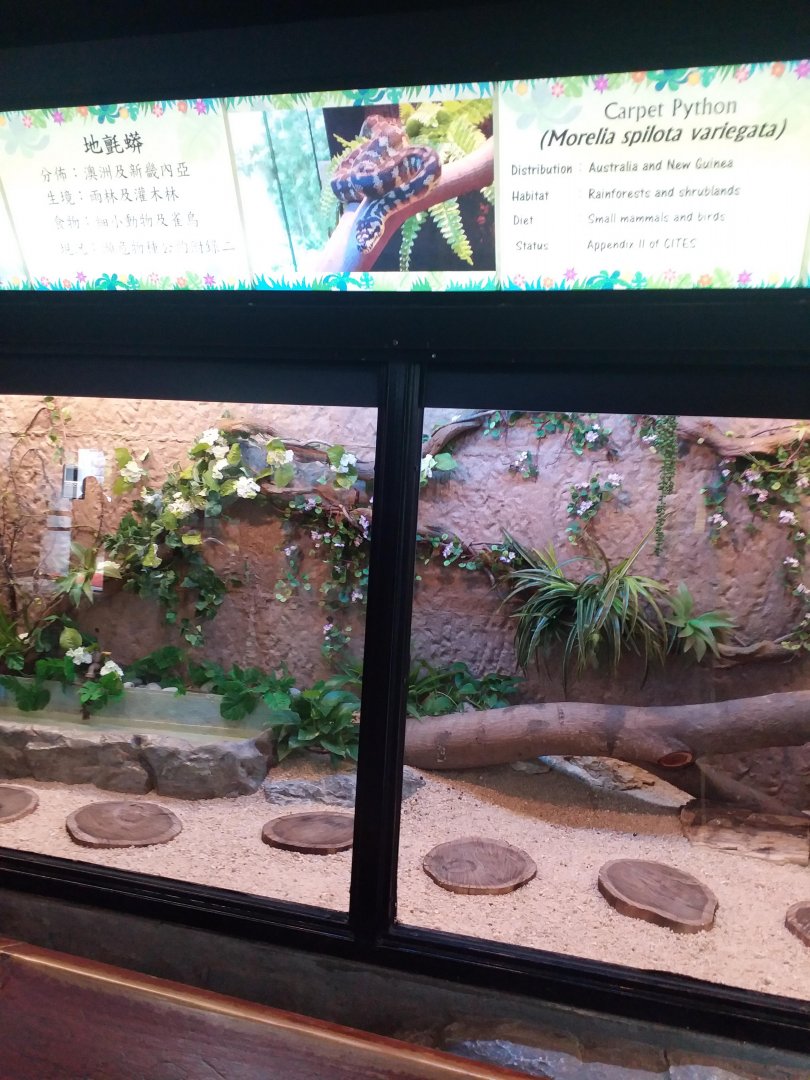 Exhibit for carpet python