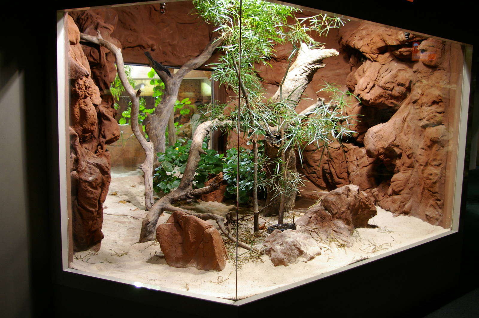 exhibit for Centralian carpet python (Morelia spilota bredli)