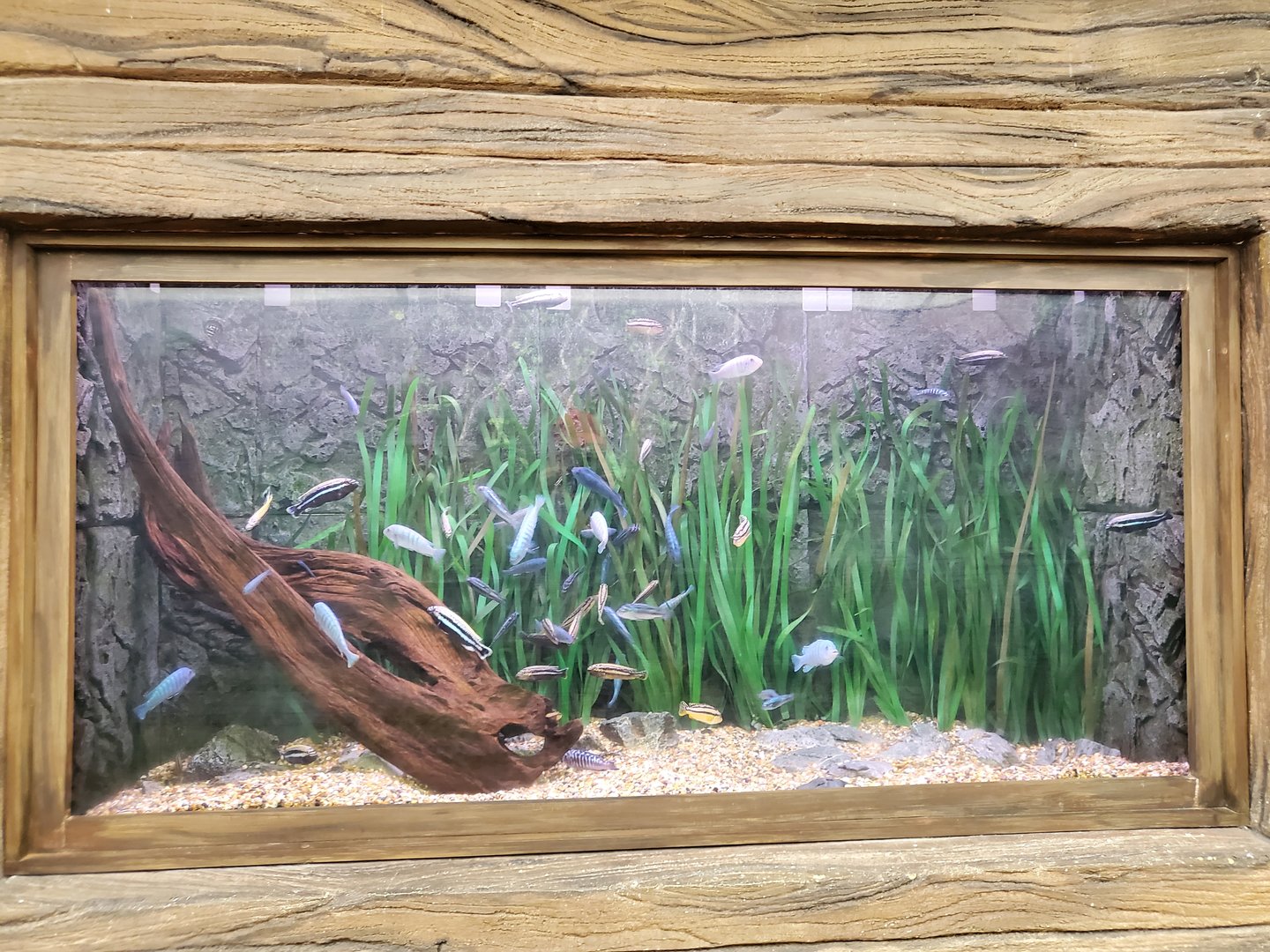 Exhibit for cichlids