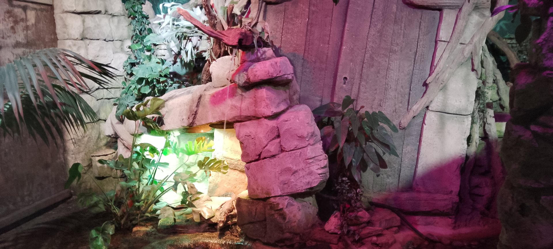 Exhibit for Cuvier's Dwarf Caiman 120425