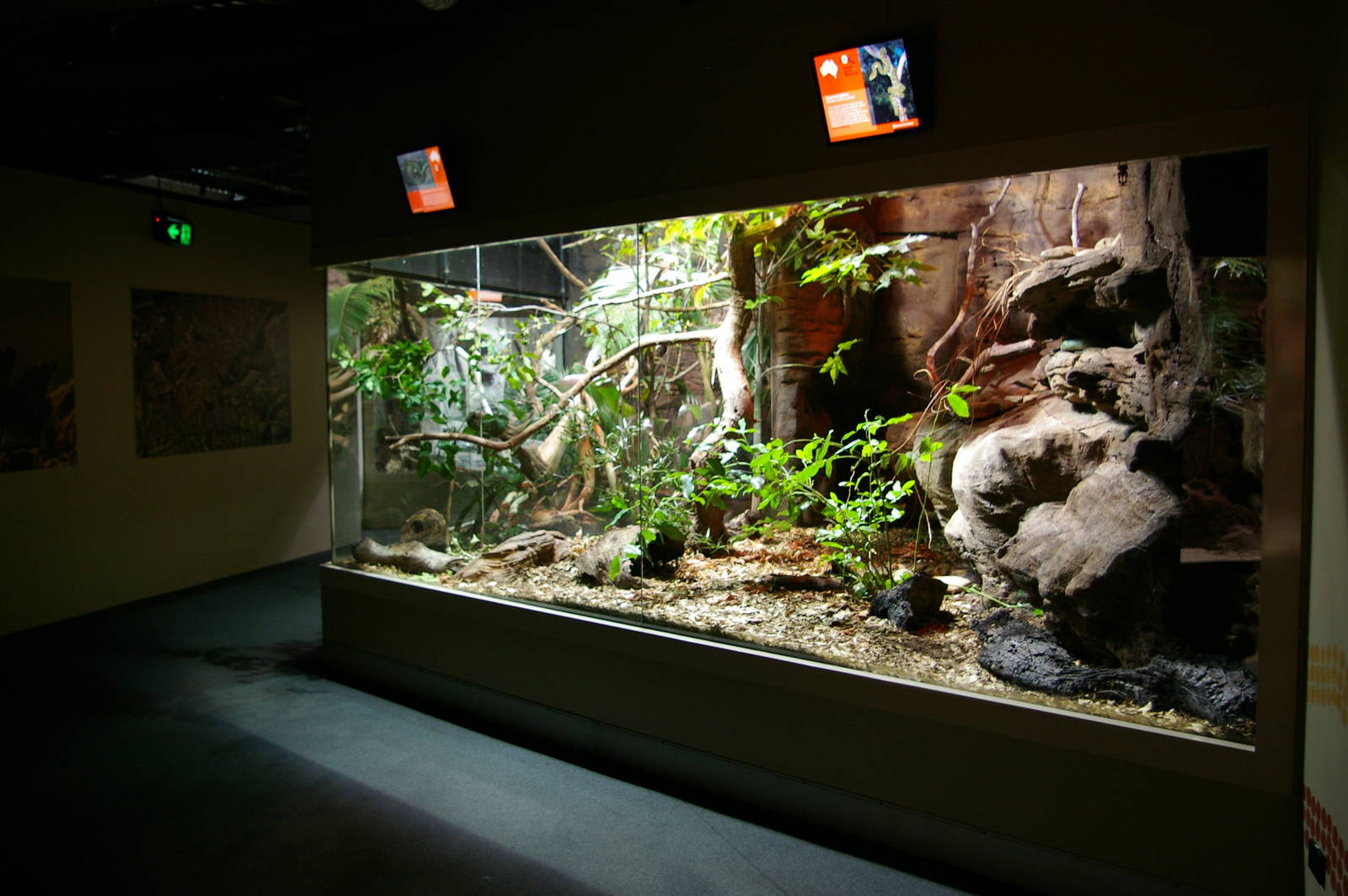 exhibit for diamond python (Morelia spilota spilota)