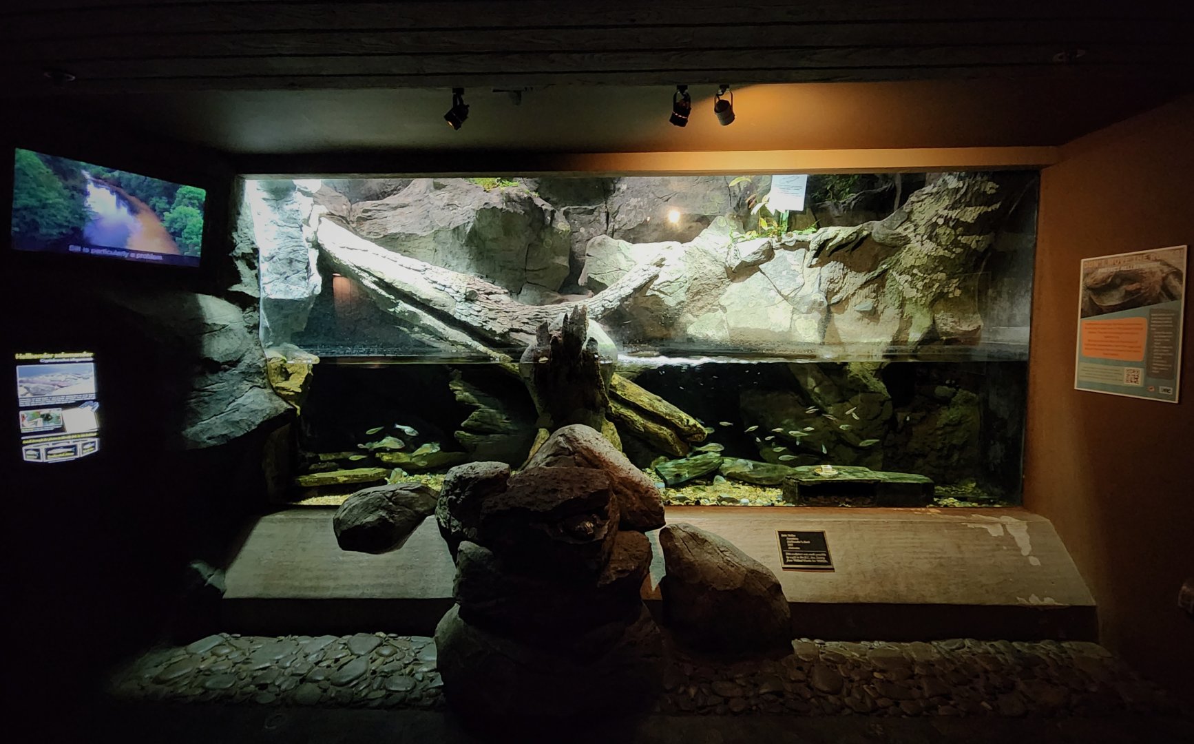Exhibit for Eastern Hellbender (Cryptobranchus alleganiensis alleganiensis)