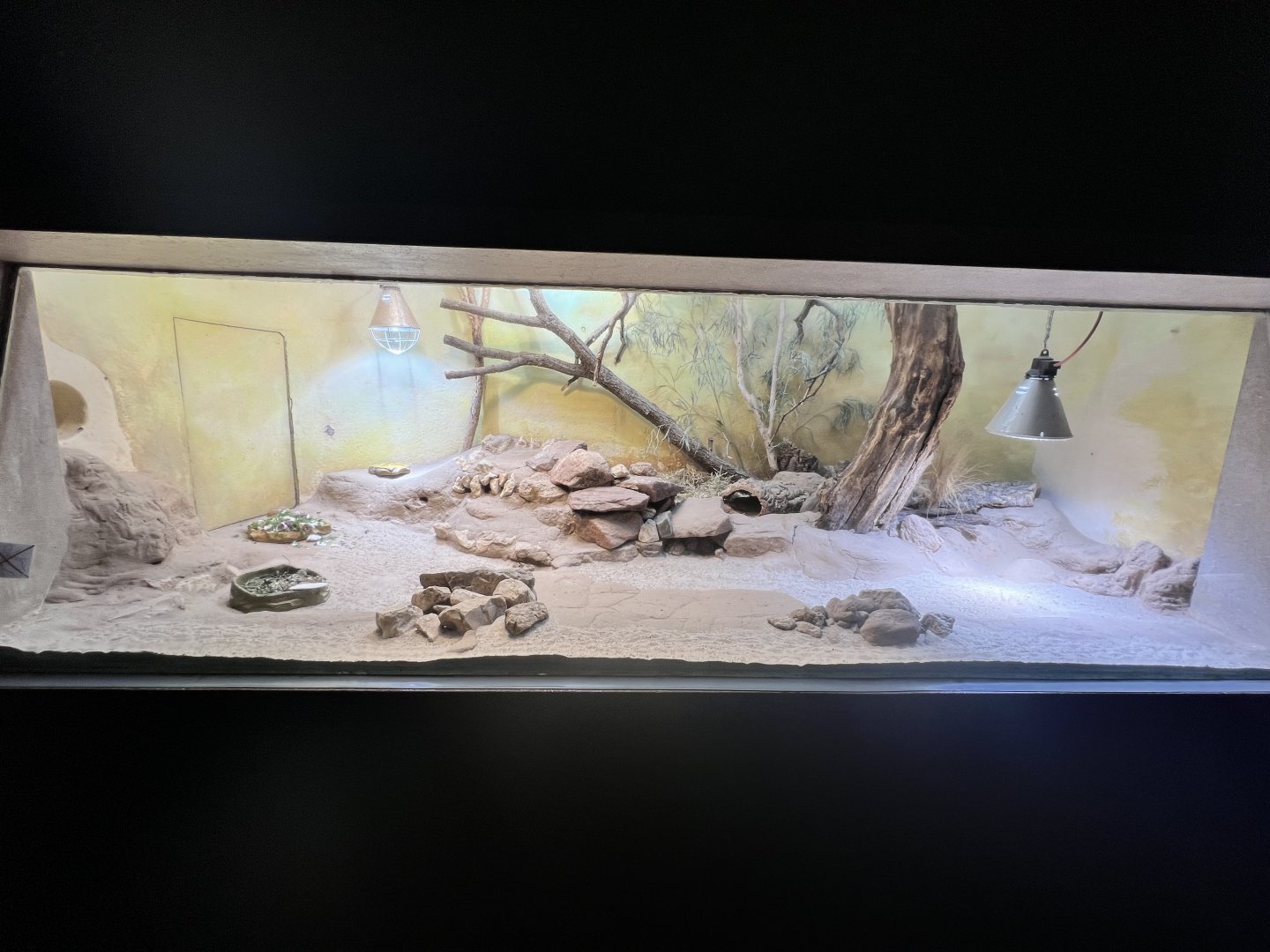 Exhibit for Egyptian Tortoise (Testudo kleinmanni) and Sudan Plated Lizard (Broadleysaurus major)