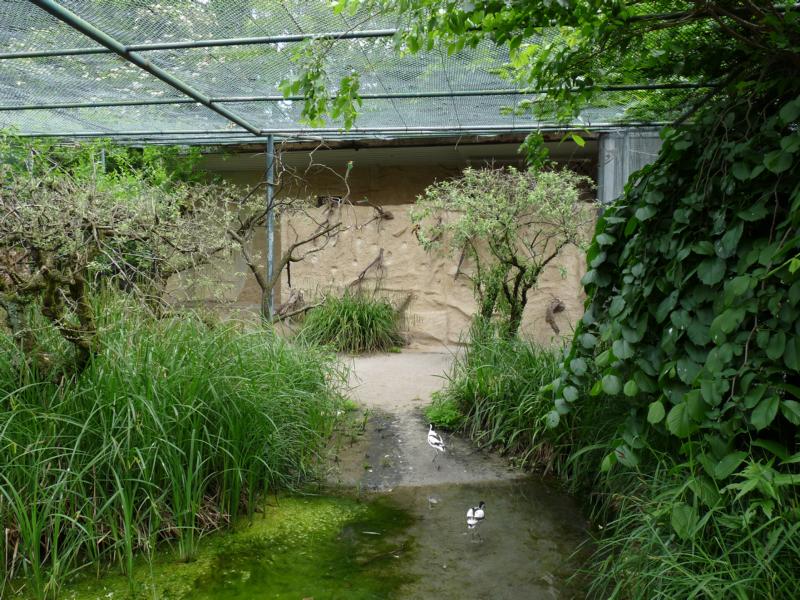 Exhibit for European Bee-Eaters