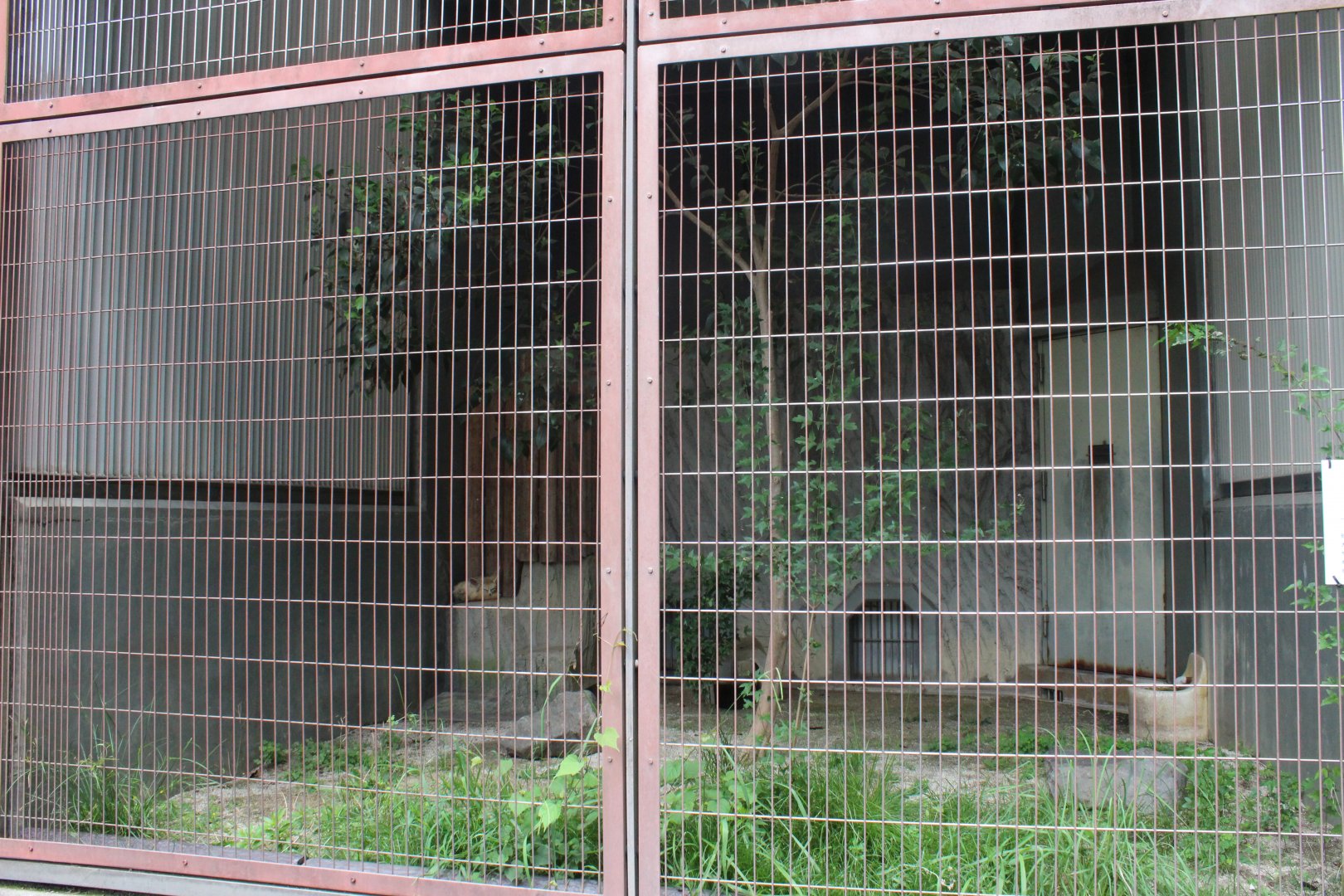 Exhibit for fennec fox