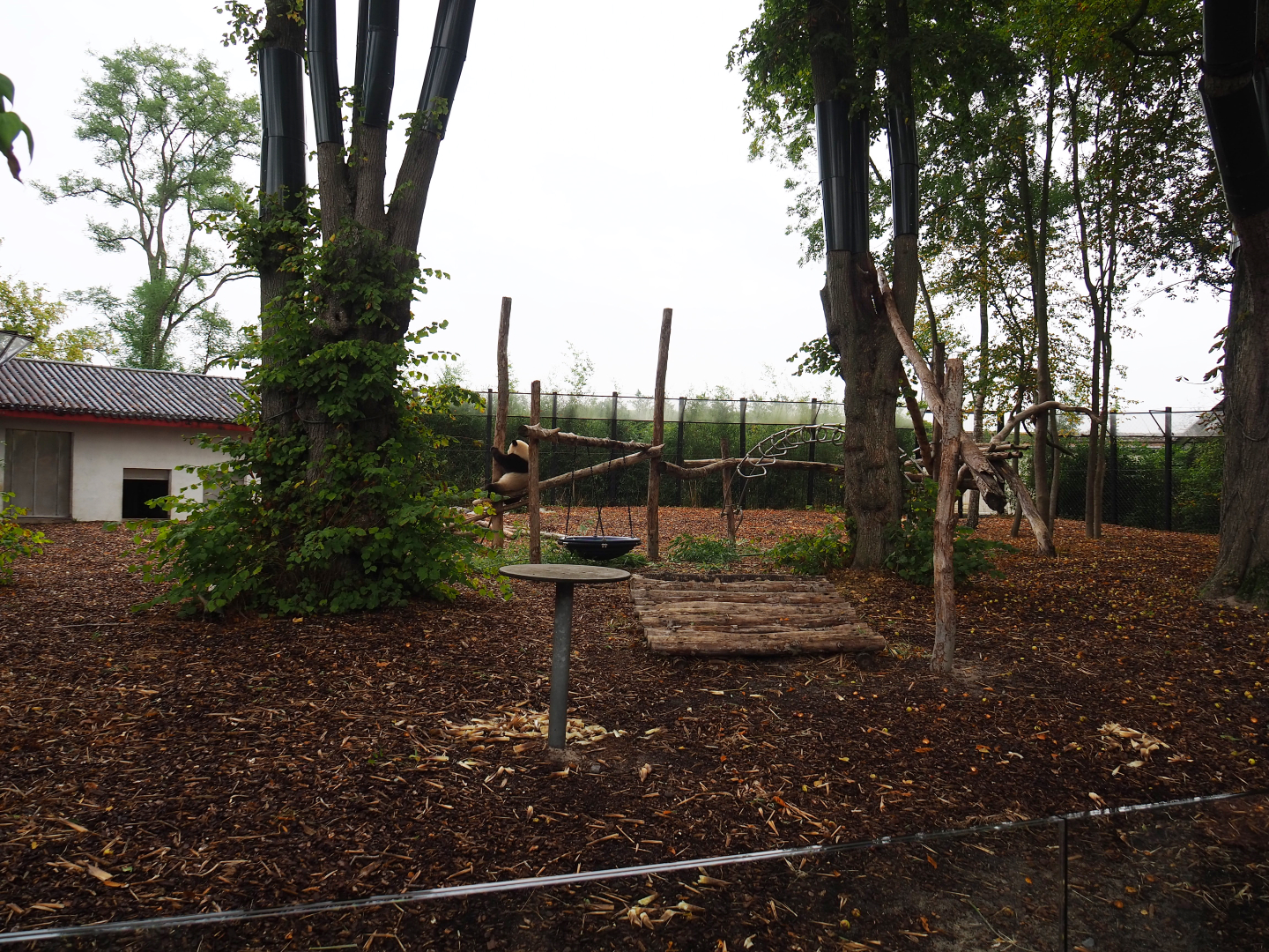 Exhibit for giant panda Tian Bao, 2019-10-05