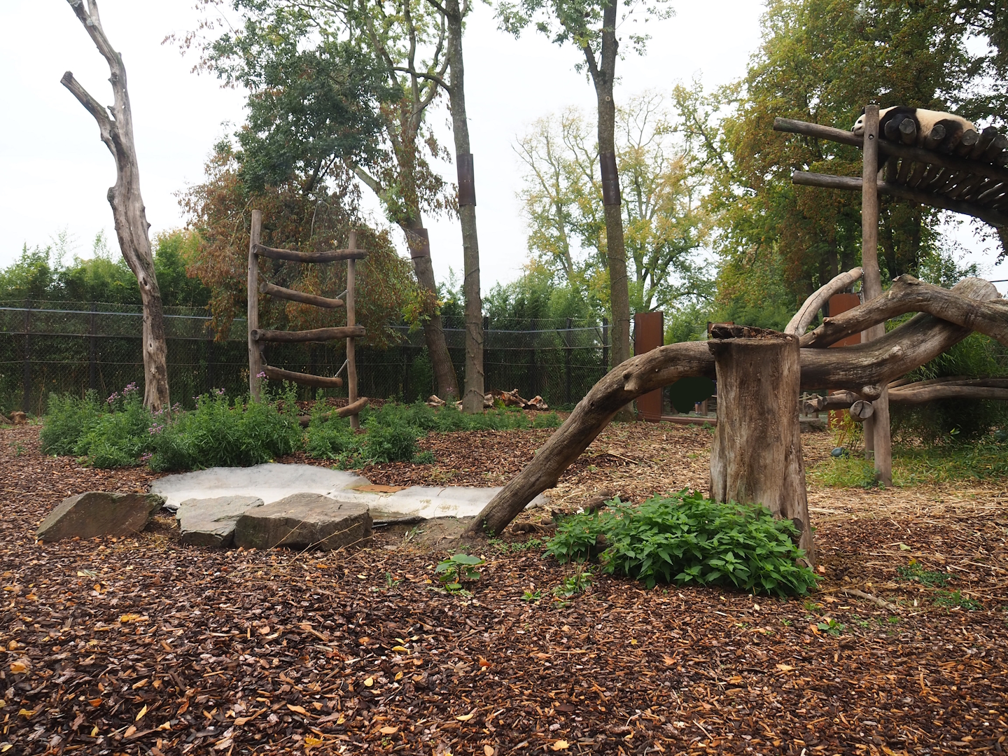 Exhibit for Giant panda twins Bao Mei and Bao Di, Formerly part of Asian black bear exhibit, 2023-10-13