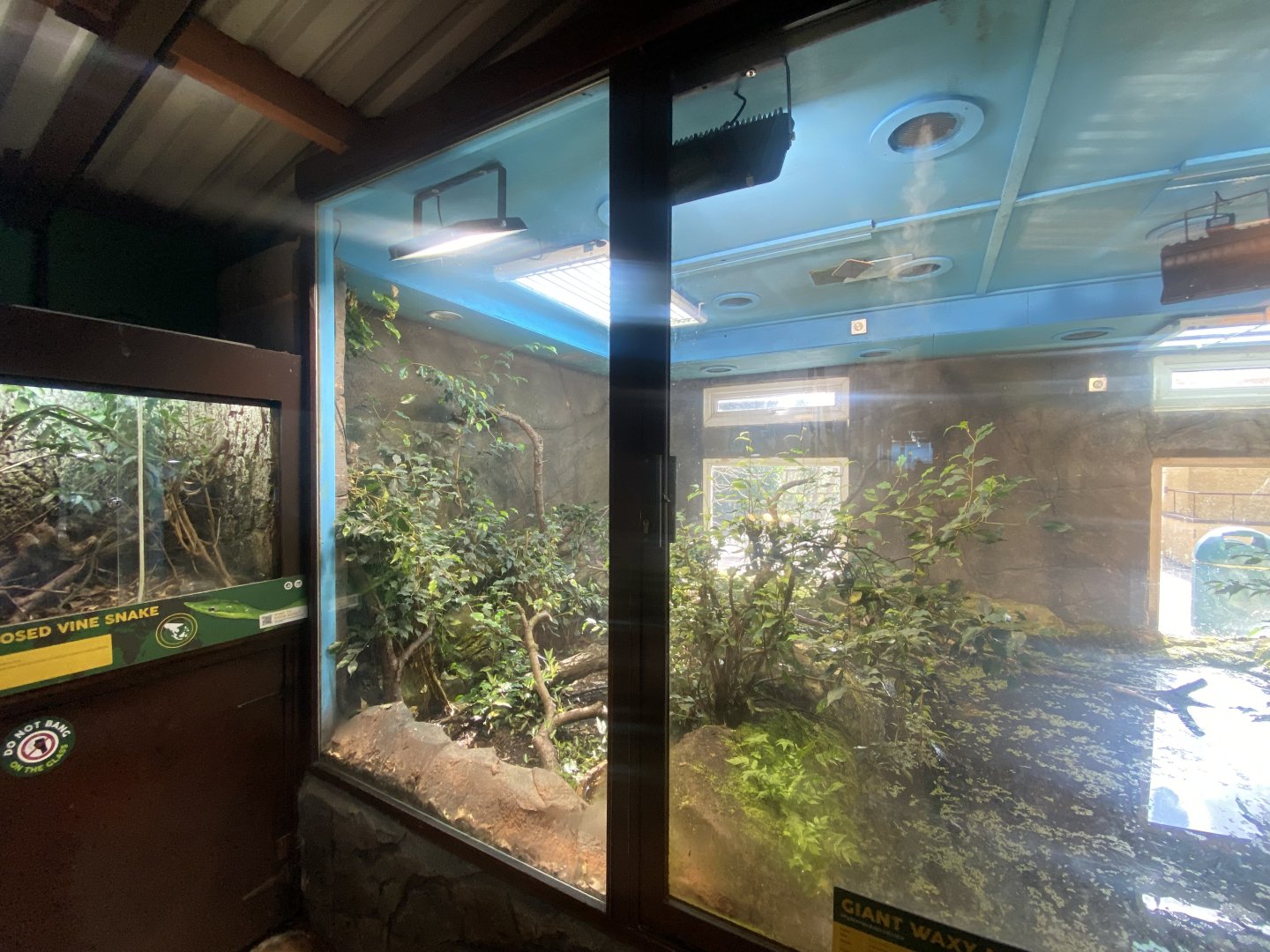 Exhibit for Giant waxy monkey frogs/Common anaconda 040324