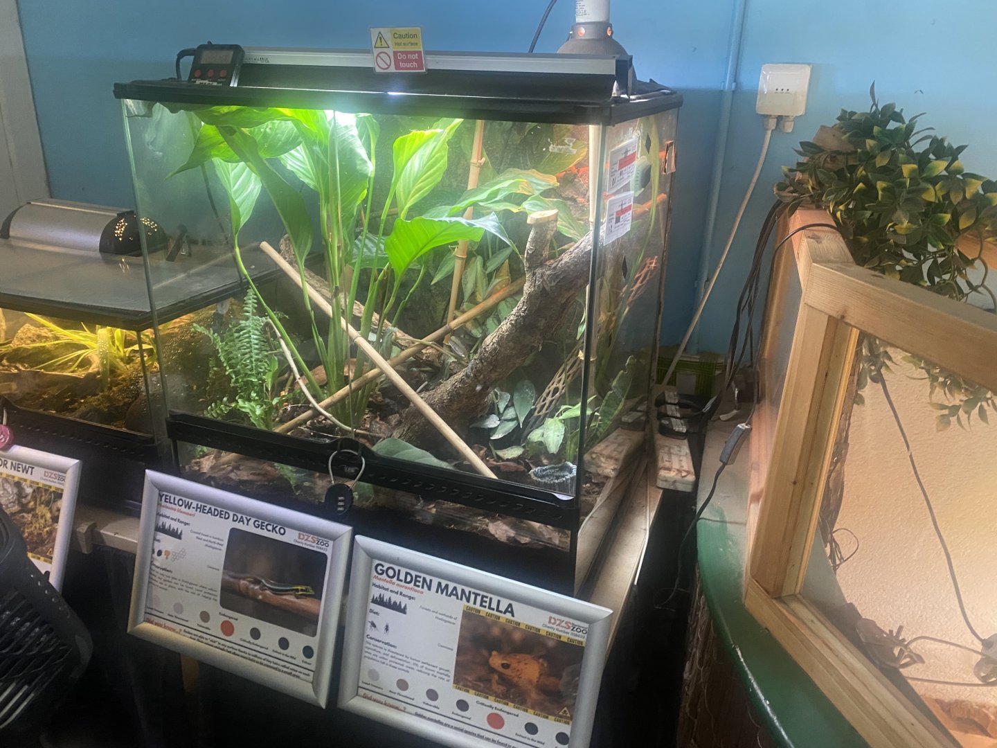 Exhibit for Golden mantella/Yellow-headed day gecko 050925