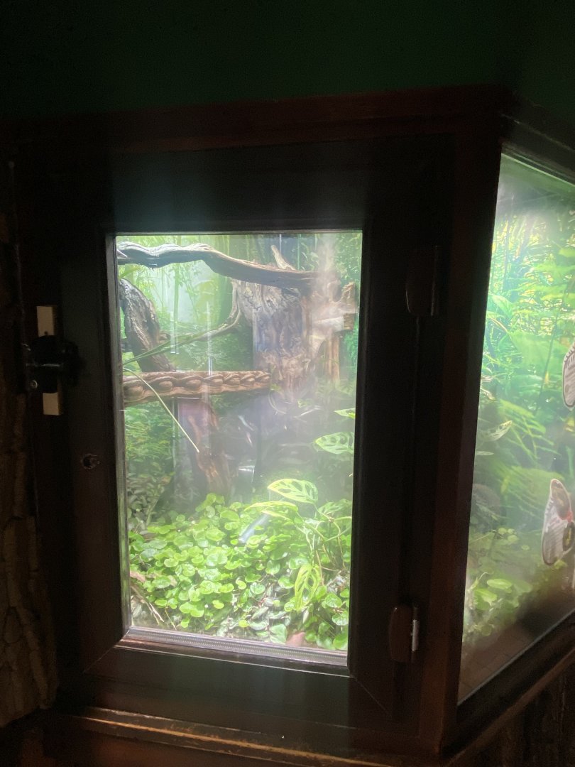 Exhibit for Golden poison frogs and Yellow-headed day geckos 040324