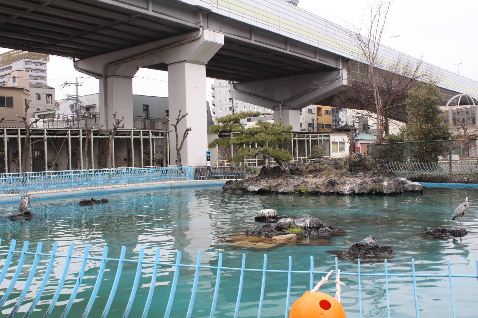 Exhibit for gray heron