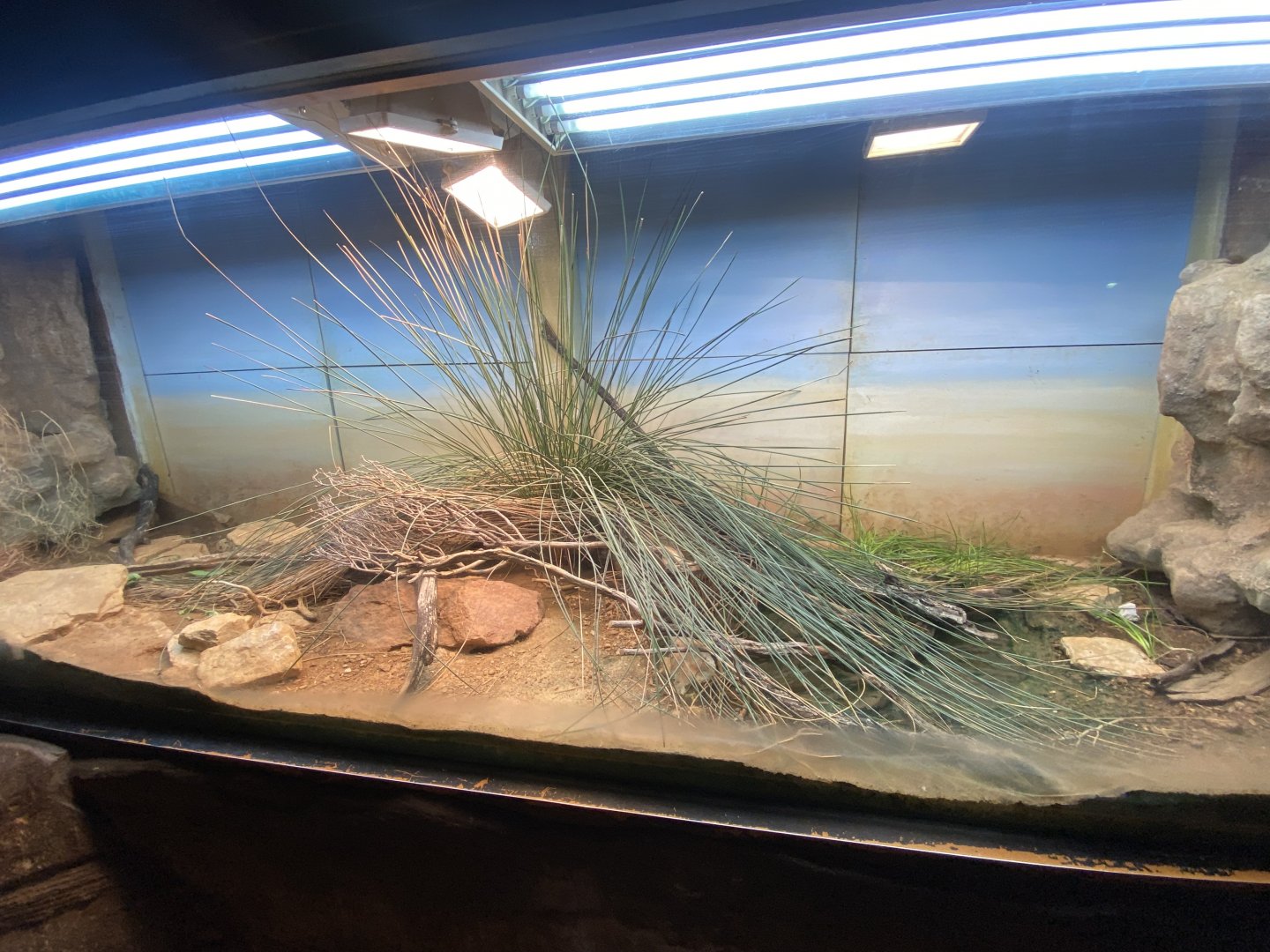 Exhibit for Green toad, Ocellated skink, Egyptian tortoise 150725