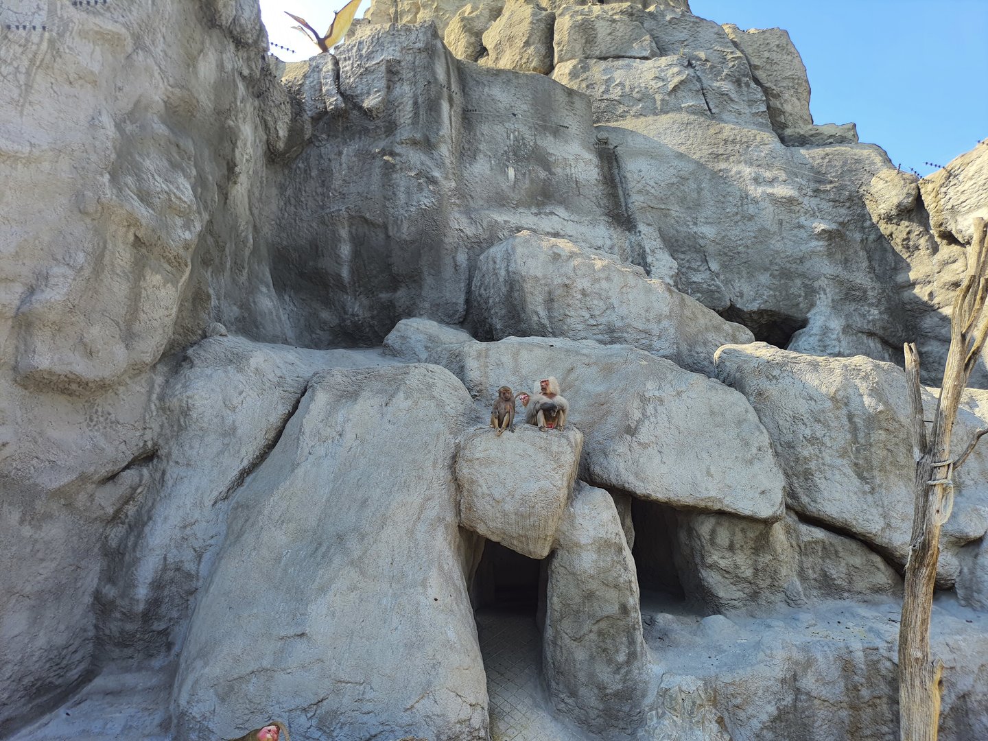 Exhibit for Hamadryas Baboons and Barbary Sheep-Budapest Zoo