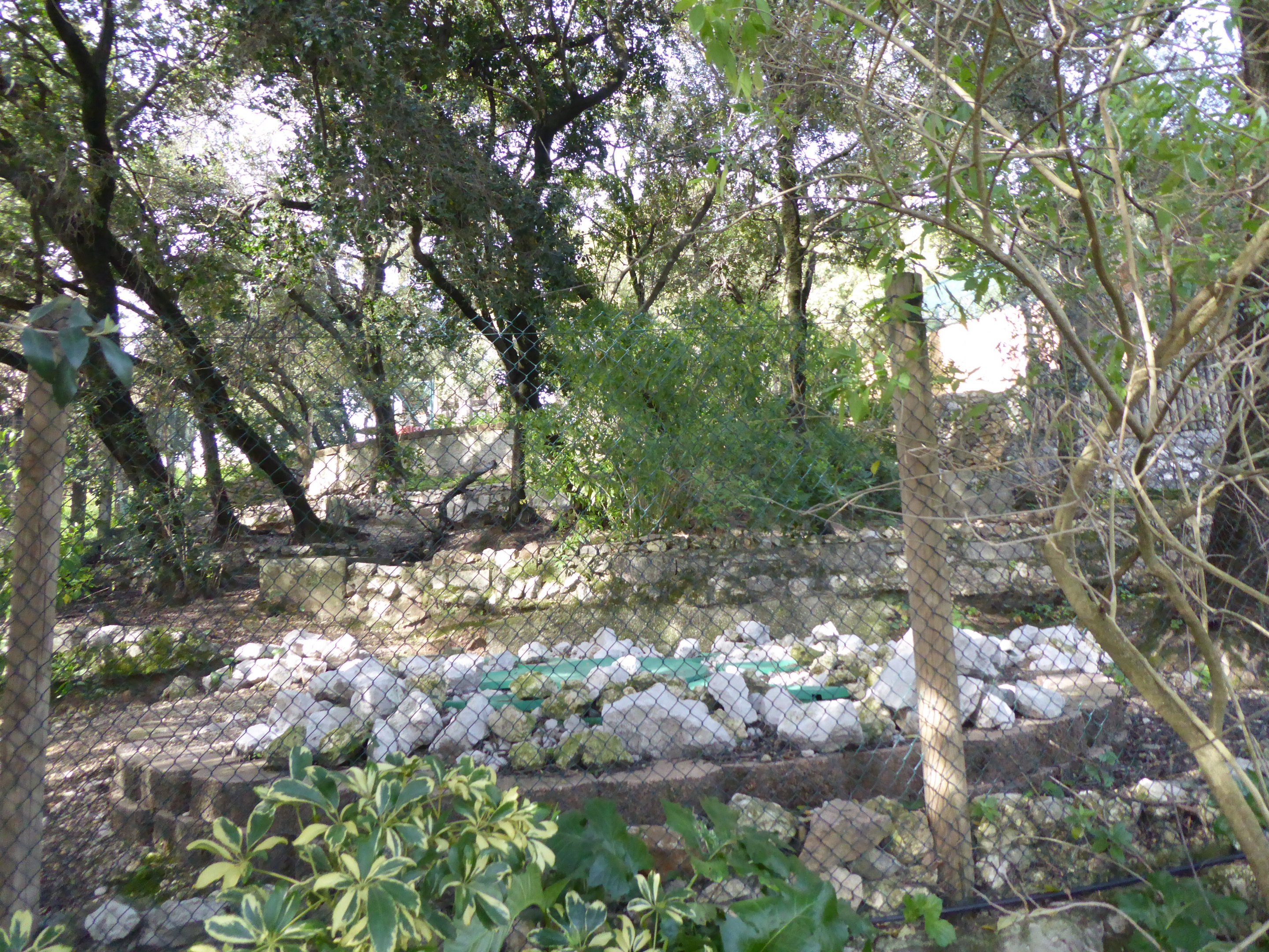 Exhibit for Iberian Rabbit (Oryctolagus cuniculus algirus) within the "Tapada do Lince-ibérico" complex