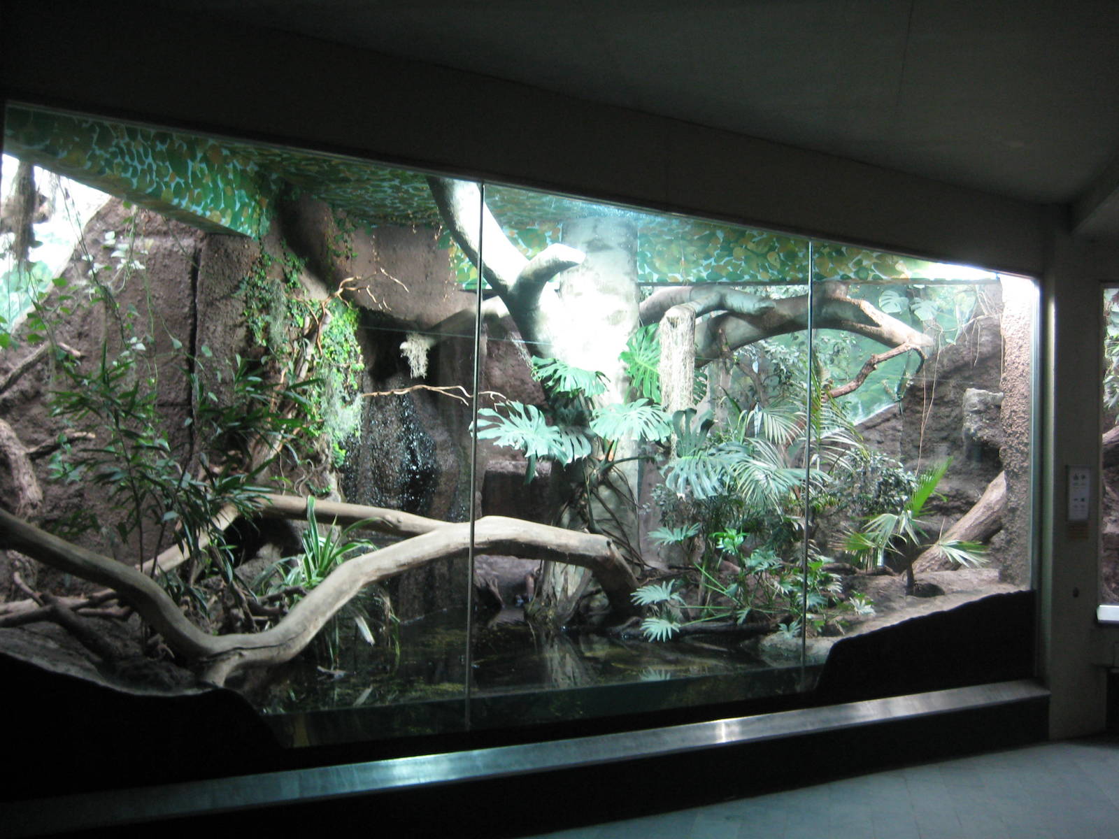 exhibit for jaguarundi