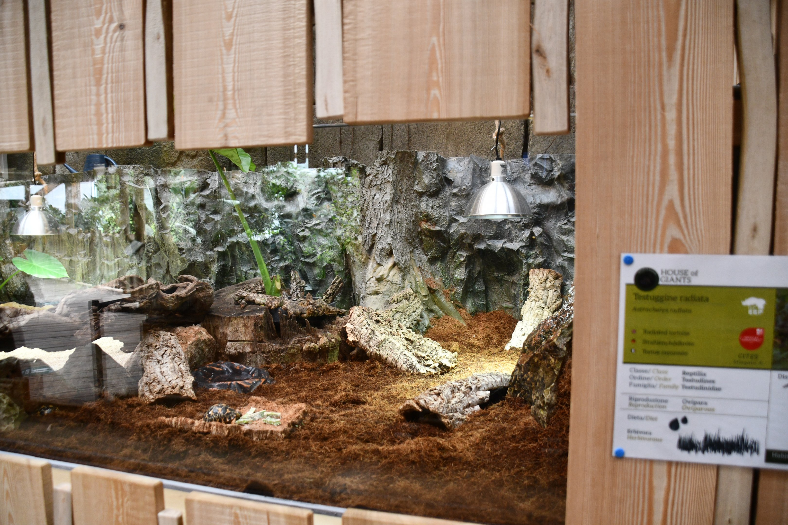 exhibit for juvenile Radiated Tortoises (House of Giants)